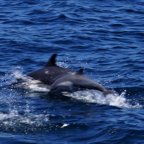 a dolphin swimming in a body of water