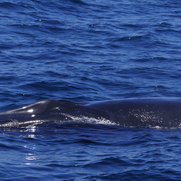 Baby Fin Whale
