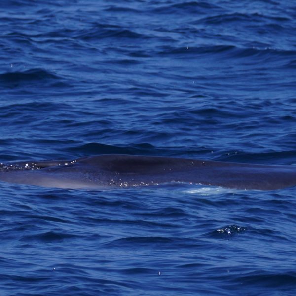 Baby Fin Whale