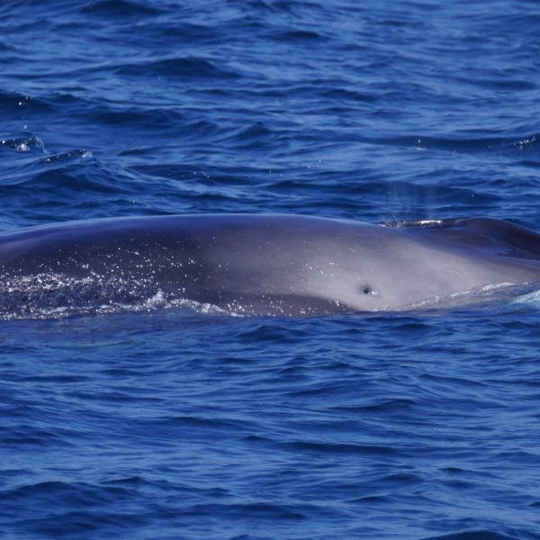 Baby Fin Whale