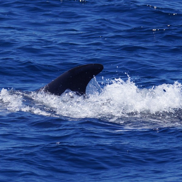 Fin Whale Dorsal Fin