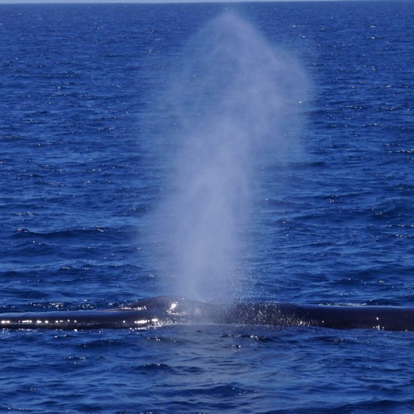 Mom Fin Whale
