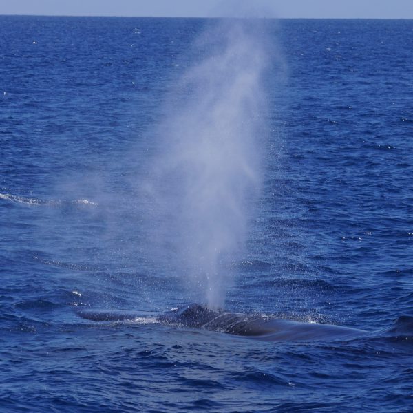 Mom Fin Whale