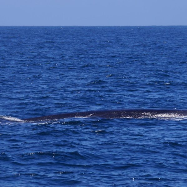 a whale jumping out of the water