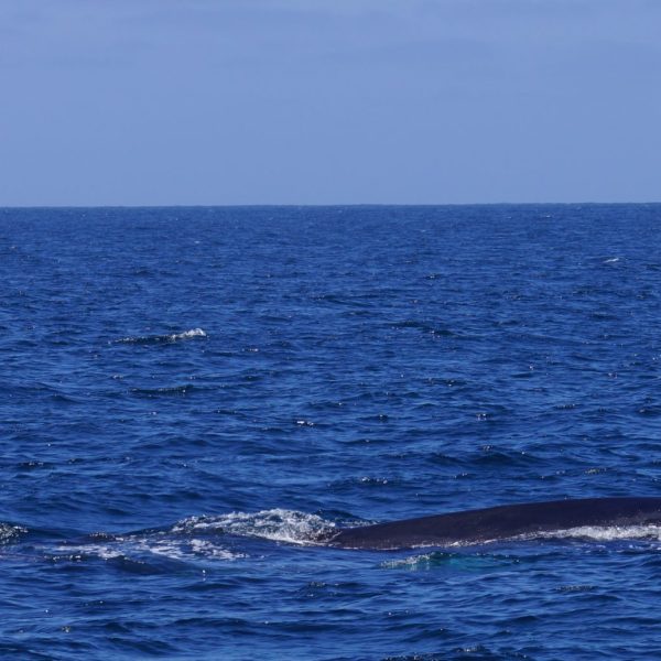 a whale jumping out of the water