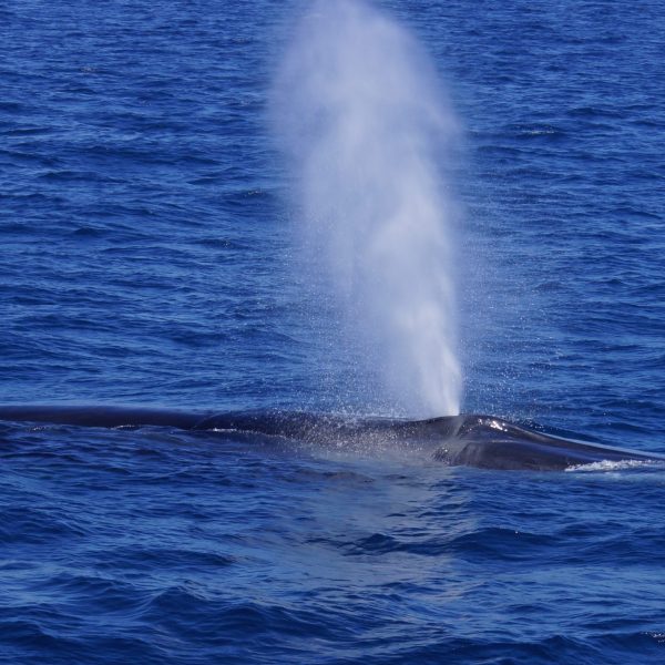 a whale jumping out of the water