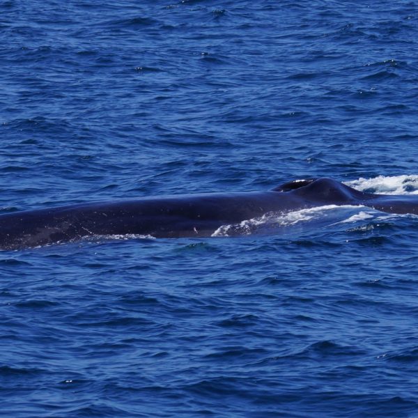 a whale jumping out of the water