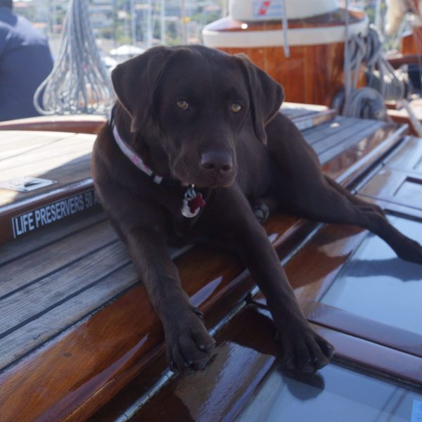a dog sitting on a bench