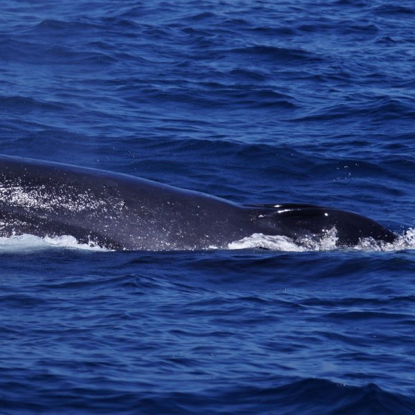 Mom Fin Whale