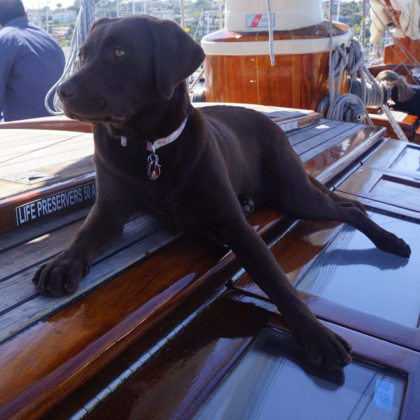 a dog sitting on a bench