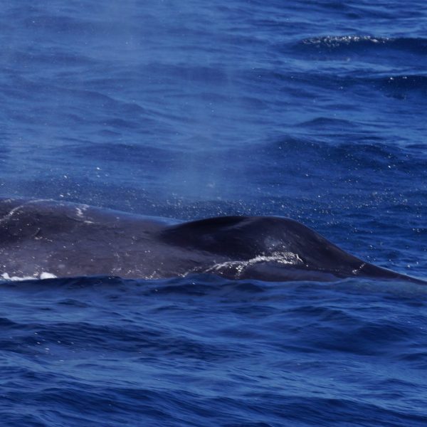 Mom fin whale