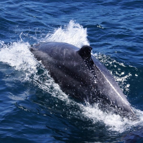 a man riding a wave on a surfboard in the water