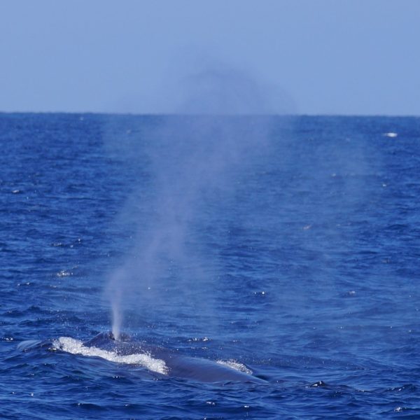 Mom fin whale