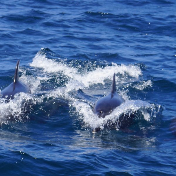a girl riding a wave on a surfboard in the water