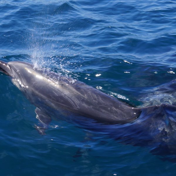 an animal swimming in the water