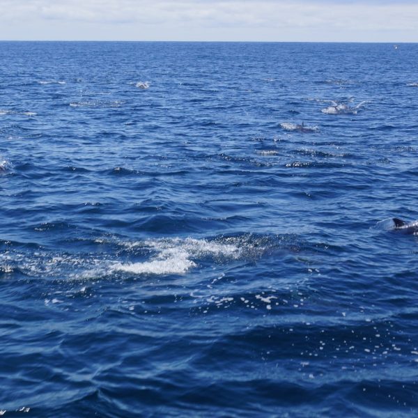 Dolphins