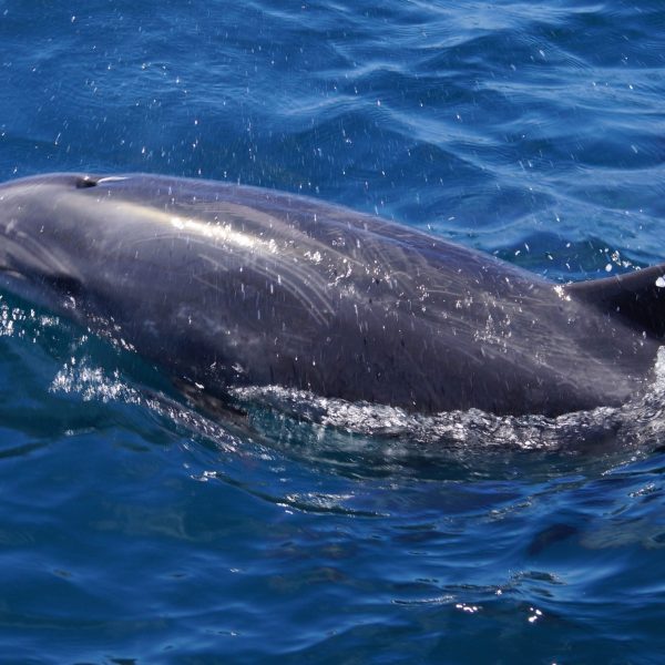 a dolphin swimming in a body of water