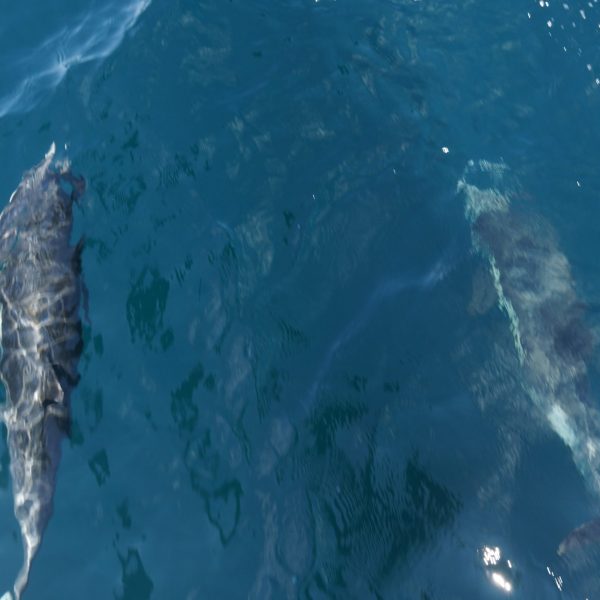 Dolphins under water