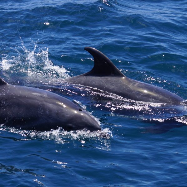 an animal swimming in the water