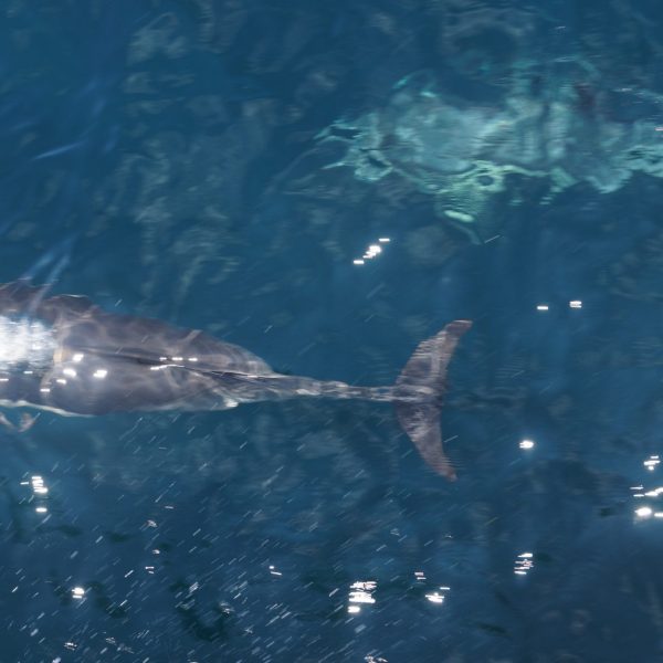 a fish swimming under water