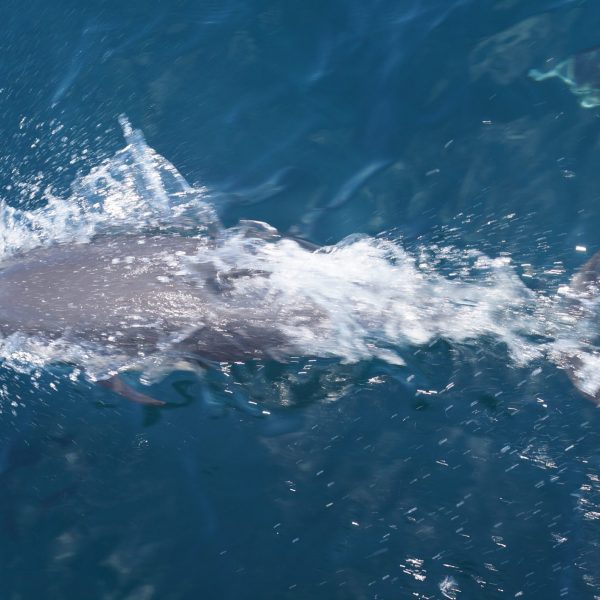 a whale jumping out of the water