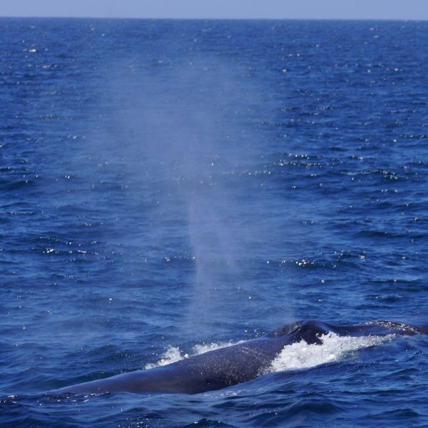 a whale jumping out of the water