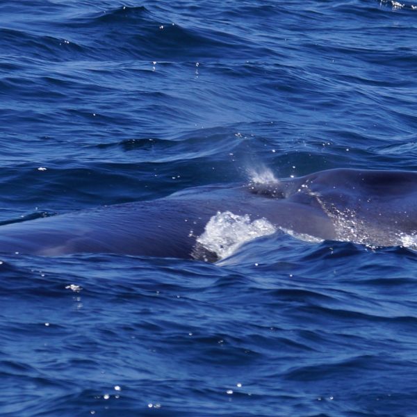 a whale swimming under water