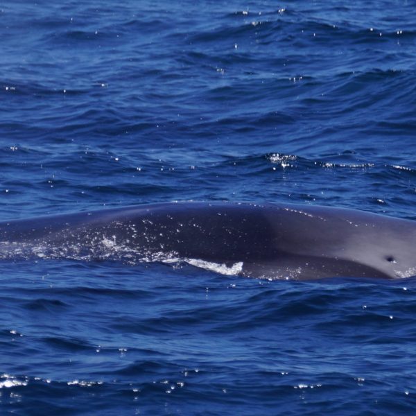 a whale swimming under water