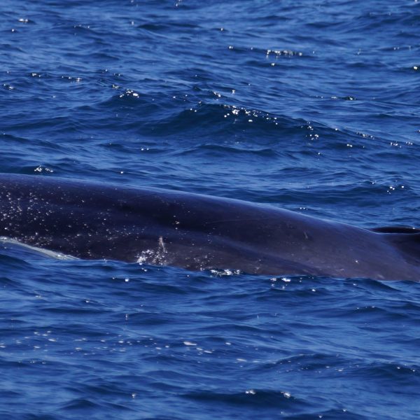 a whale jumping out of the water
