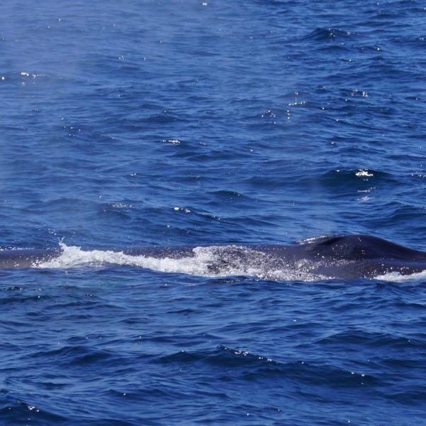 a whale jumping out of the water