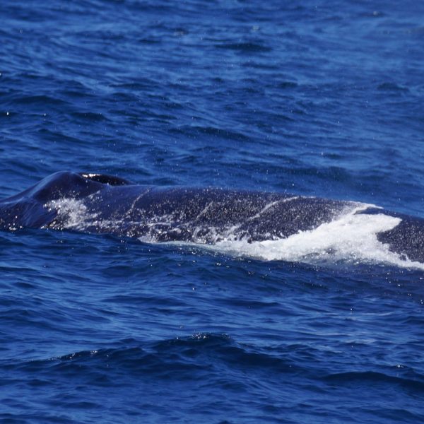a whale swimming under water