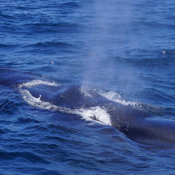 a whale jumping out of the water