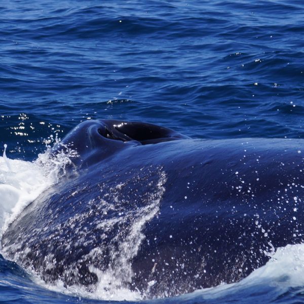 a person riding a wave on a surfboard in the water