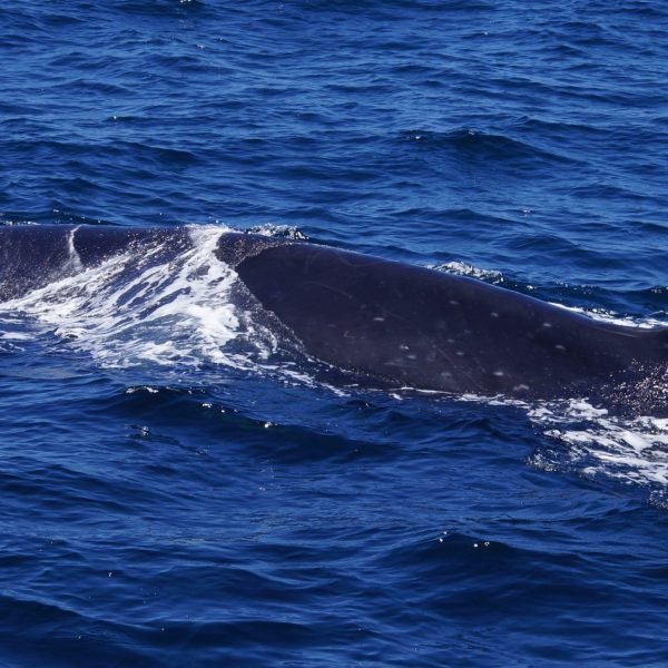 a whale jumping out of the water