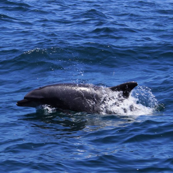 an animal swimming in the water