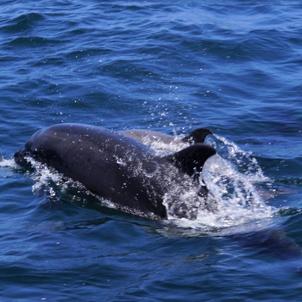 a dog swimming in a body of water
