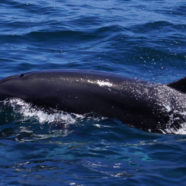a whale swimming under water