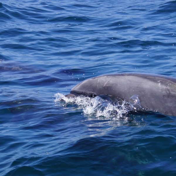 an animal swimming in the water