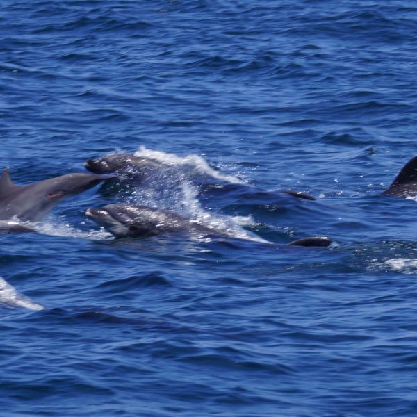 an animal swimming in the water