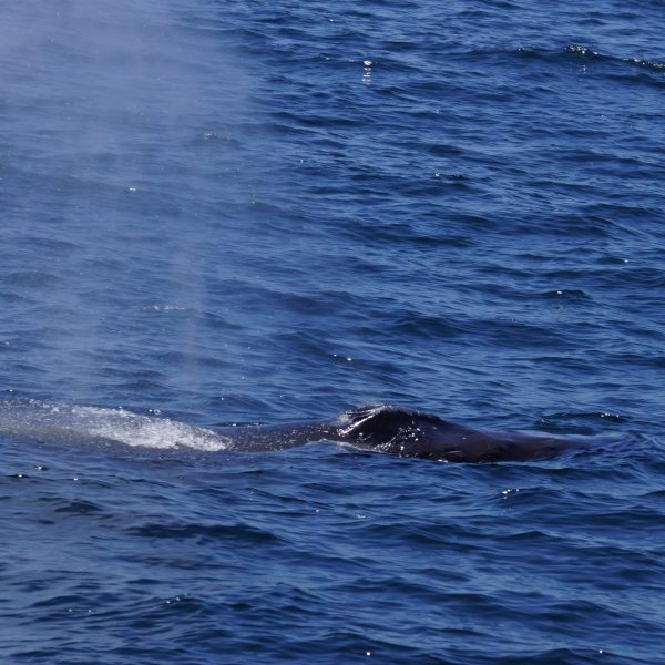 a whale jumping out of the water