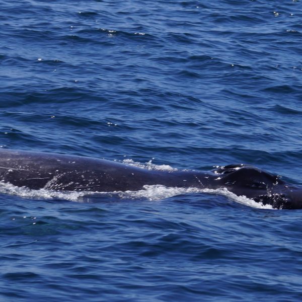 a whale jumping out of the water