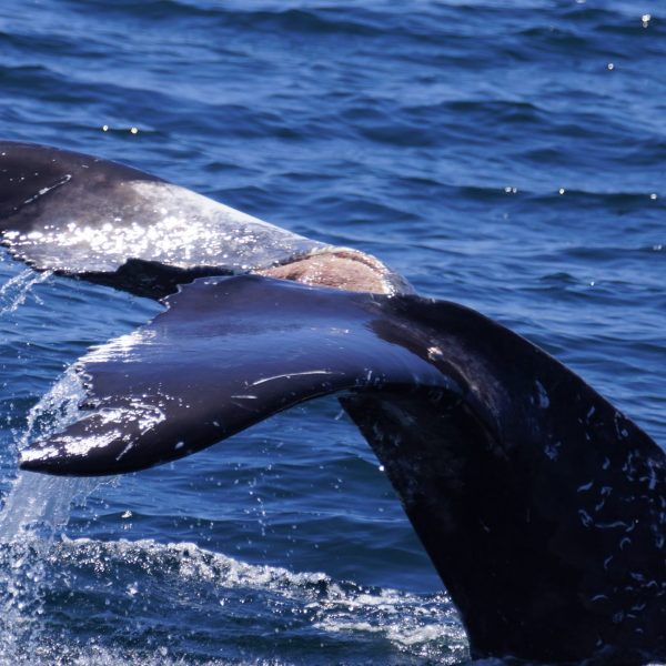 a whale jumping out of the water