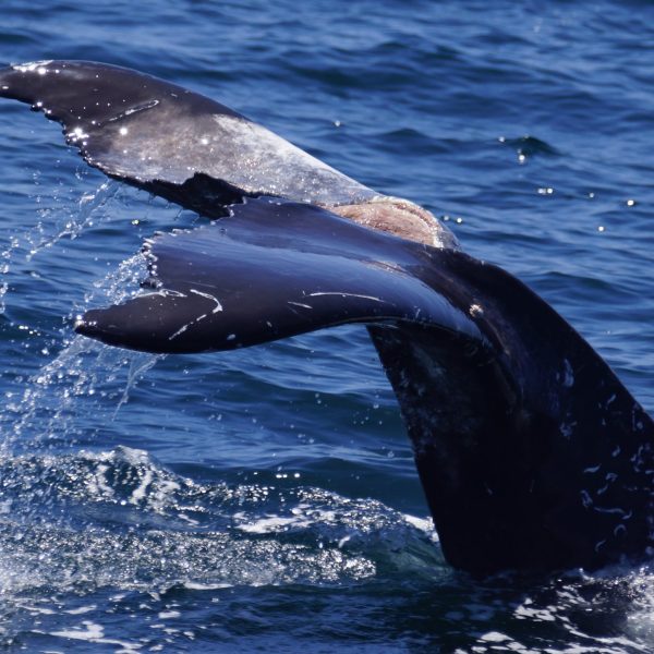 a whale jumping out of the water