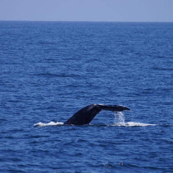 a whale jumping out of a body of water