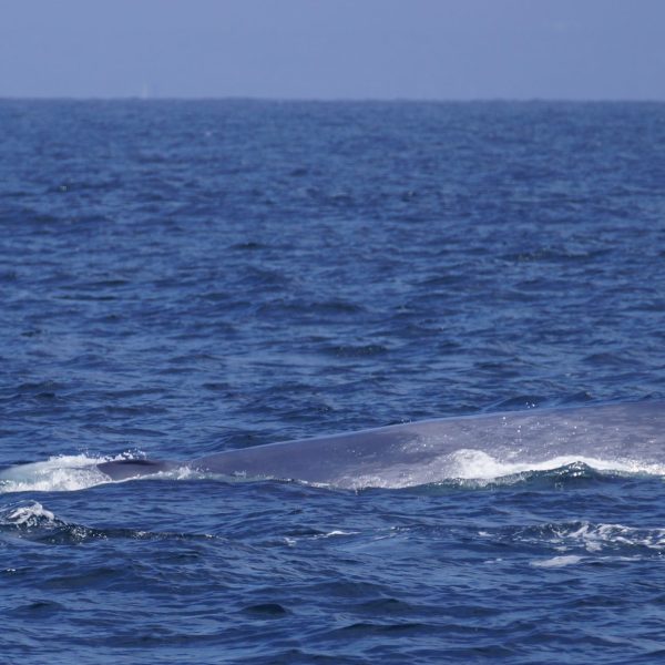 a whale jumping out of the water