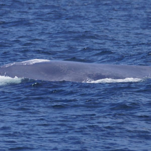 a whale jumping out of the water