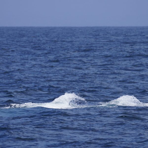 a whale jumping out of the ocean