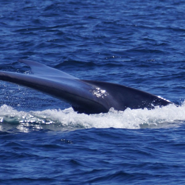 a whale jumping out of the water