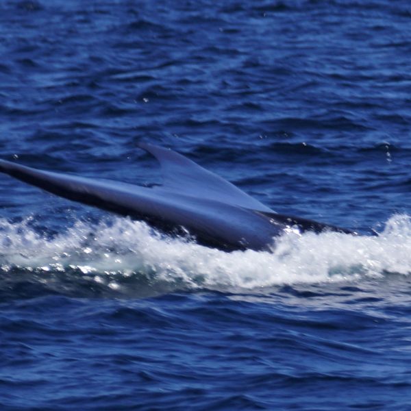 a whale jumping out of the water