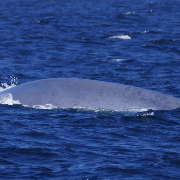 a whale jumping out of the water